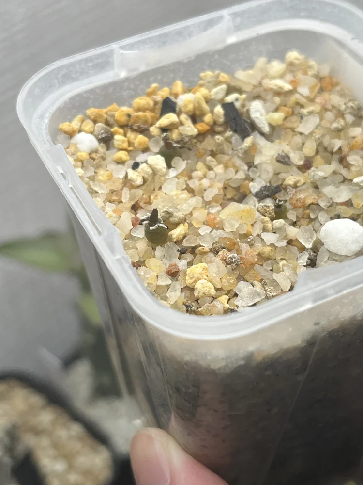 種子] アリオカルプス トリゴナス 三角牡丹 Ariocarpus trigonus