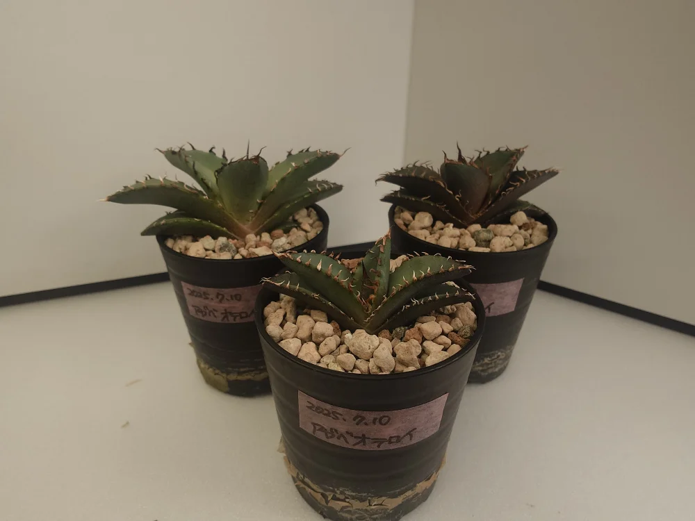 Agave oteroi Lot. (アガベ オテロイ)