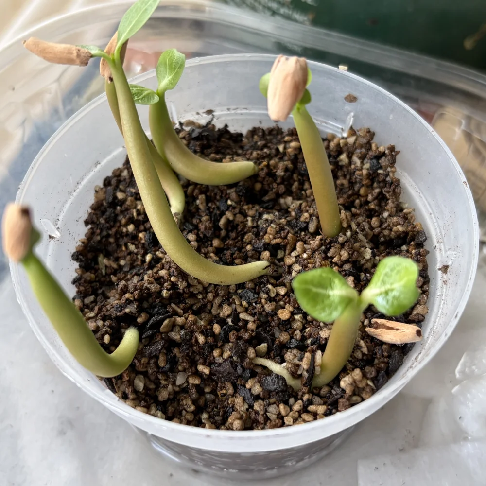 Adenium arabicum black giant (アデニウム アラビカム ブラックジャイアント)