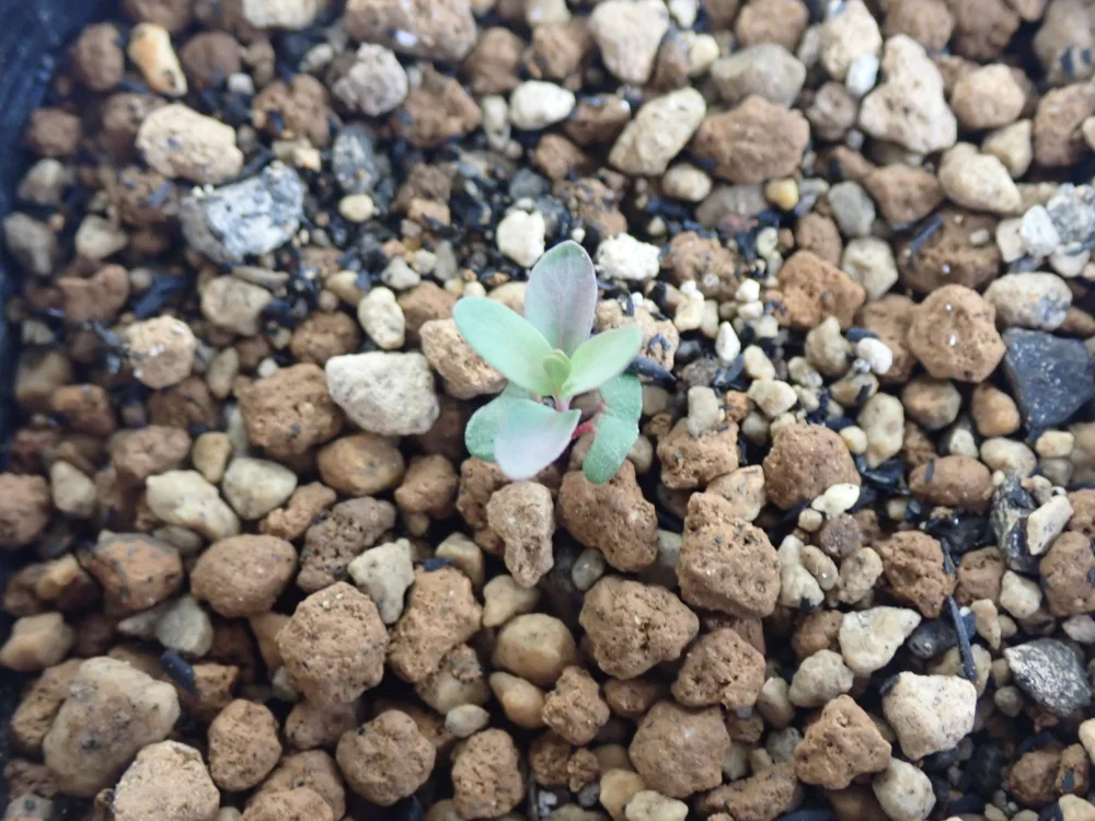 Eucalyptus parvula   small leaved gum (ユーカリ スモールリーブガム)