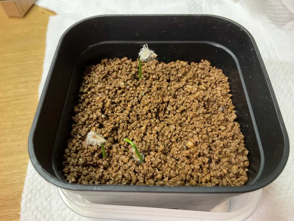 Eriospermum porphyrium (エリオスペルマム ポルフィリウム)
