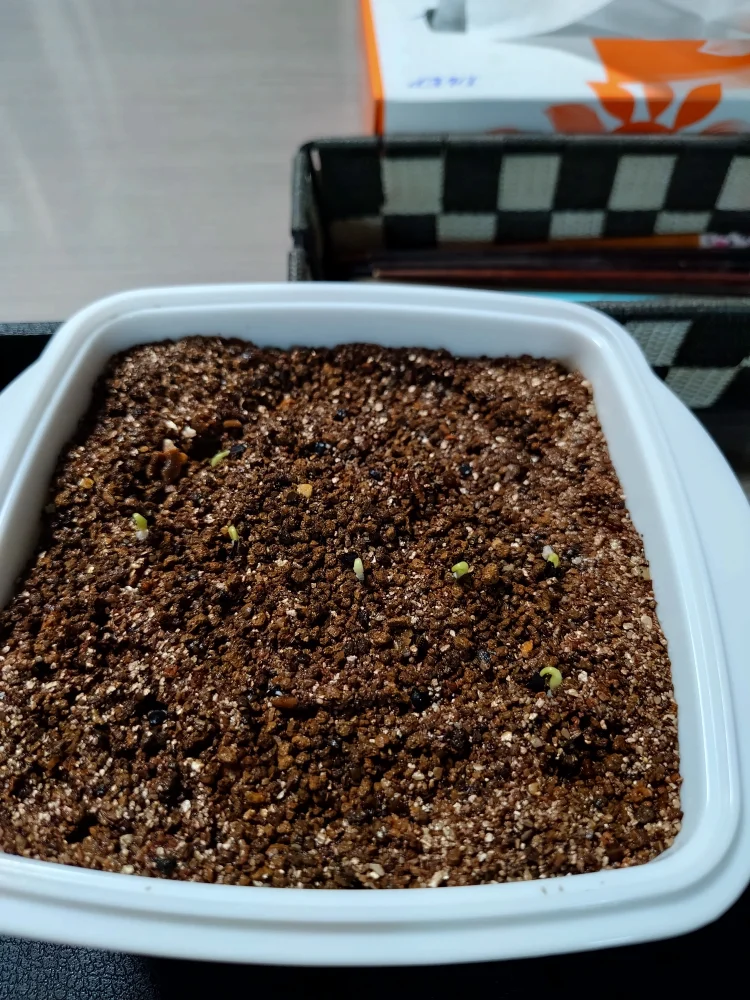 Agave titanota Blue Lot. (アガベ チタノタブルー)