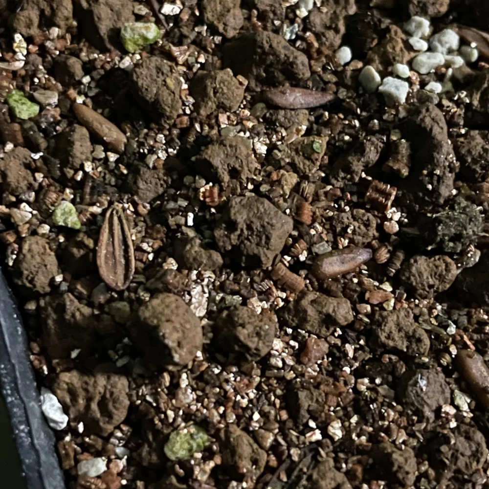 Pachypodium rosulatum var. gracilius Lot. (パキポディウム グラキリス)