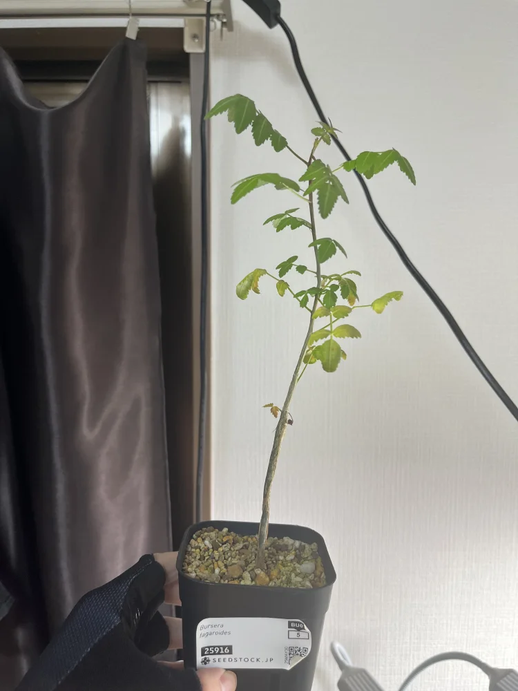 Bursera fagaroides (ブルセラ ファガロイデス)