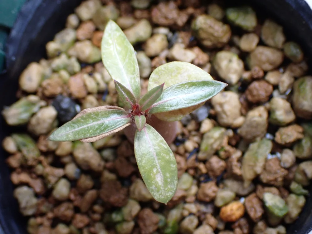 Adenium somalense var. crispum (アデニウム クリスパム)