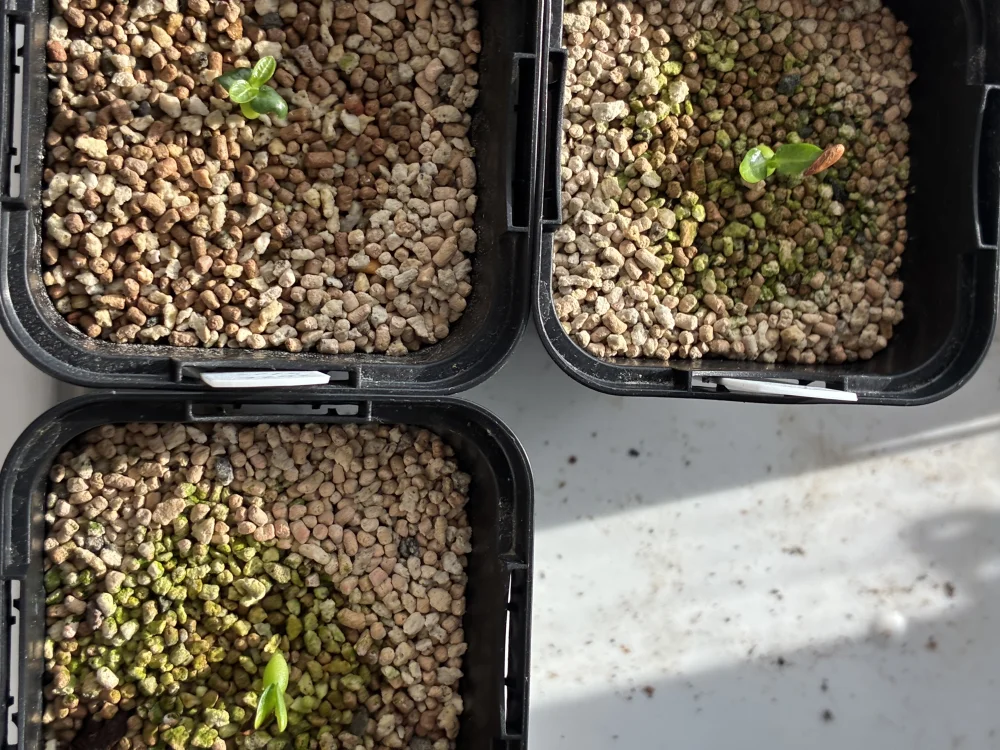 Pachypodium rosulatum var. gracilius Lot. (パキポディウム グラキリス)
