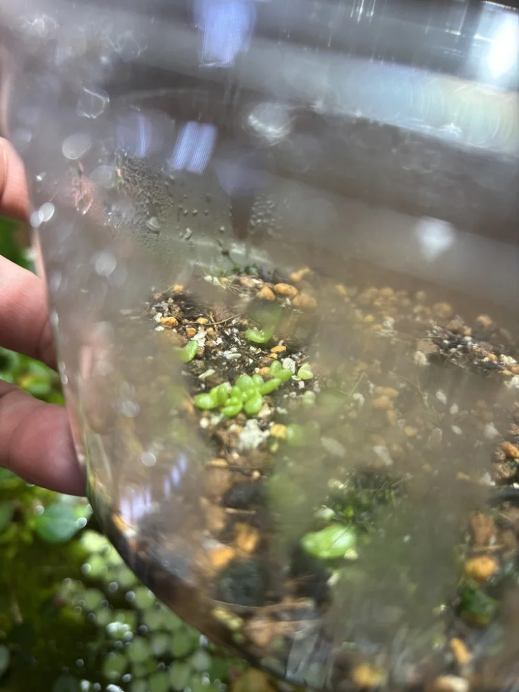 Fenestraria rhopalophylla (フェネストラリア ロパロフィラ 五十鈴玉)