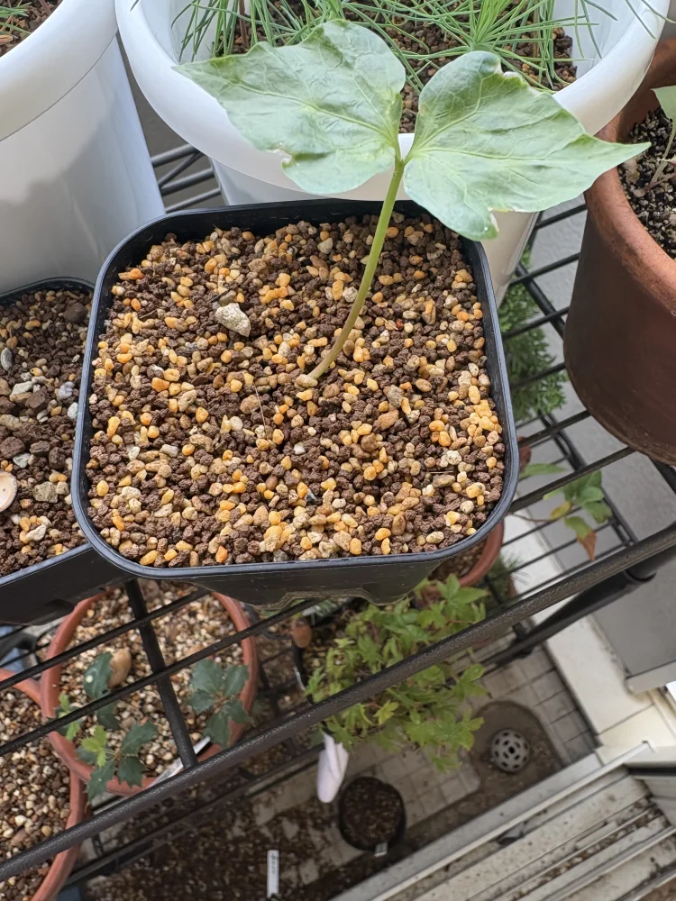Commiphora mildbraedii (コミフォラ ミルドブラエディ)