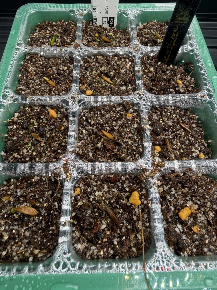 Pachypodium ambongense (パキポディウム アンボンゲンセ)