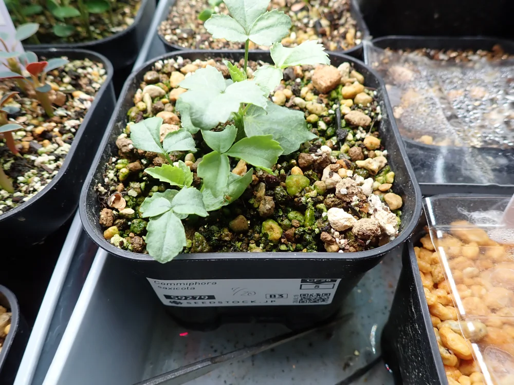 Commiphora saxicola (コミフォラ サクシコラ)