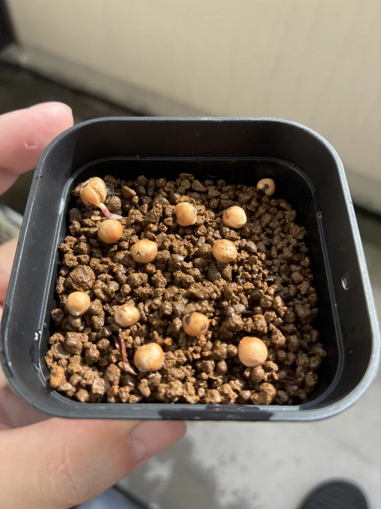 Bursera copallifera (ブルセラ コパリフェラ)