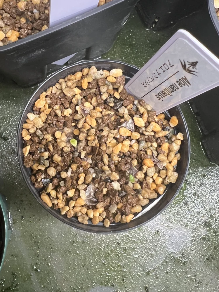 Aloe namibensis (アロエ ナミビエンシス)