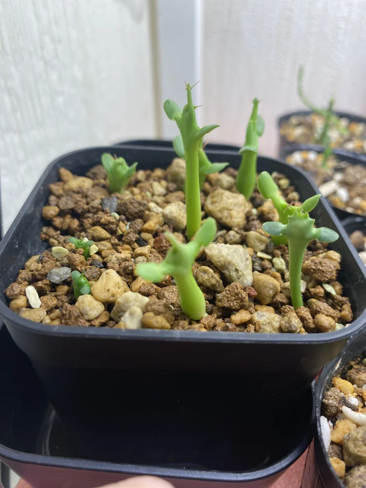 Euphorbia stellata (ユーフォルビア ステラータ 飛竜)