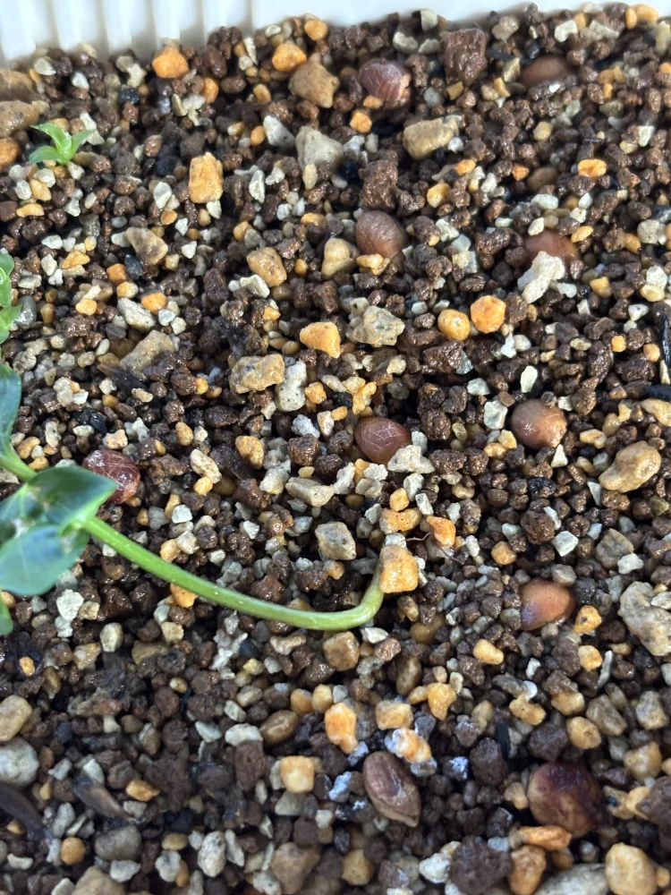 種子専門ショップ 多肉植物・塊根植物・観葉植物 - SEEDSTOCK