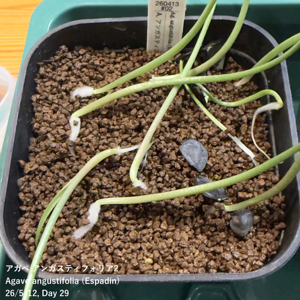 Agave angustifolia (アガベ アンガスティフォリア)