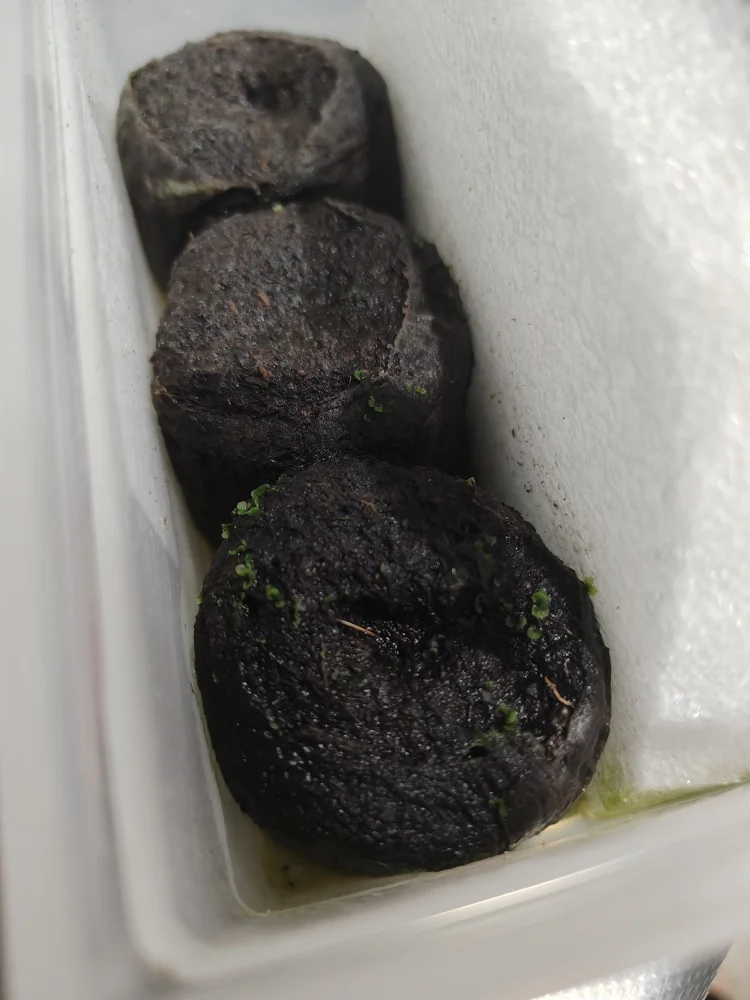 Platycerium ridleyi ([種子/胞子] ビカクシダ リドレイ)