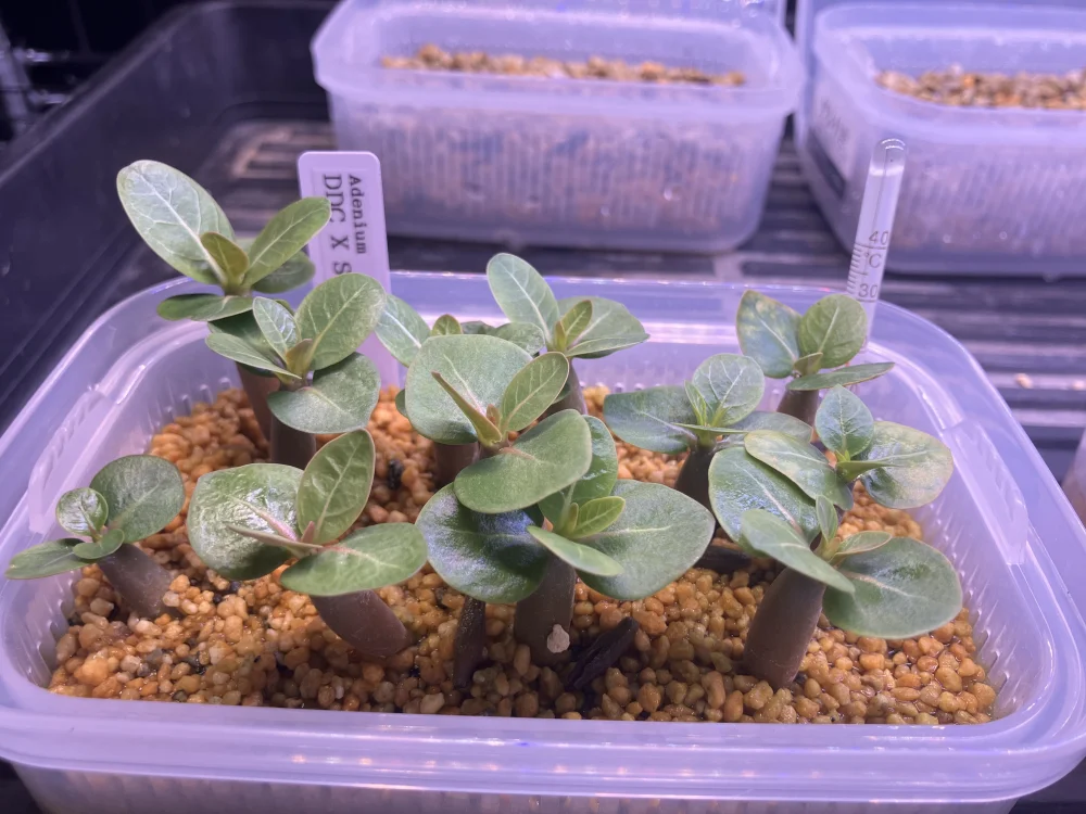 Adenium DDC X Super red (アデニウム)