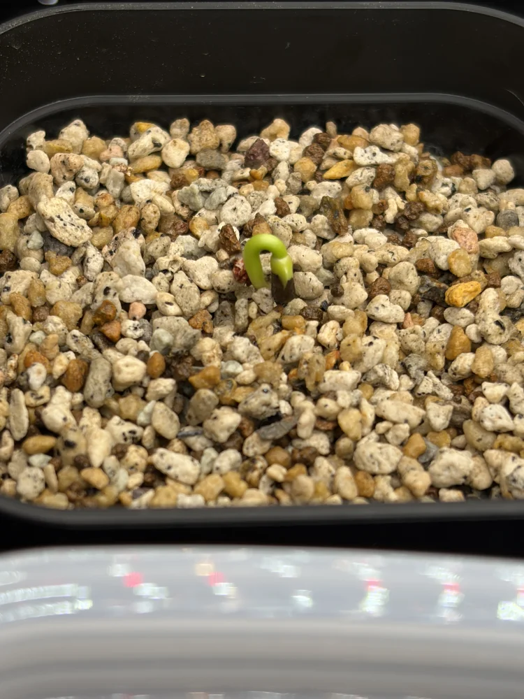 Euphorbia guillauminiana (ユーフォルビア ギラウミニアナ)