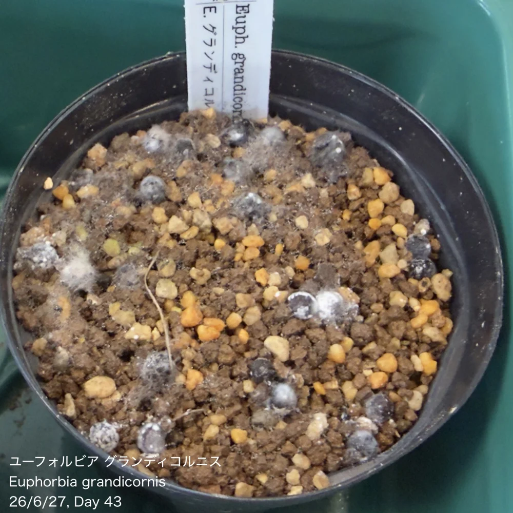 Euphorbia grandicornis (ユーフォルビア グランディコルニス)