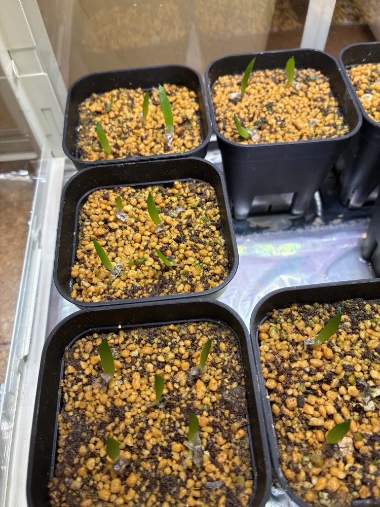 Aloe vaombe (アロエ バオンベ)
