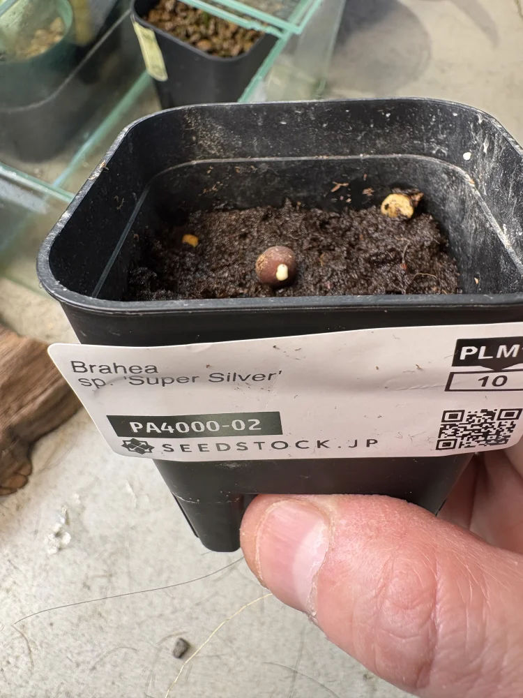 Brahea sp. (ブラヘア スーパーシルバー)