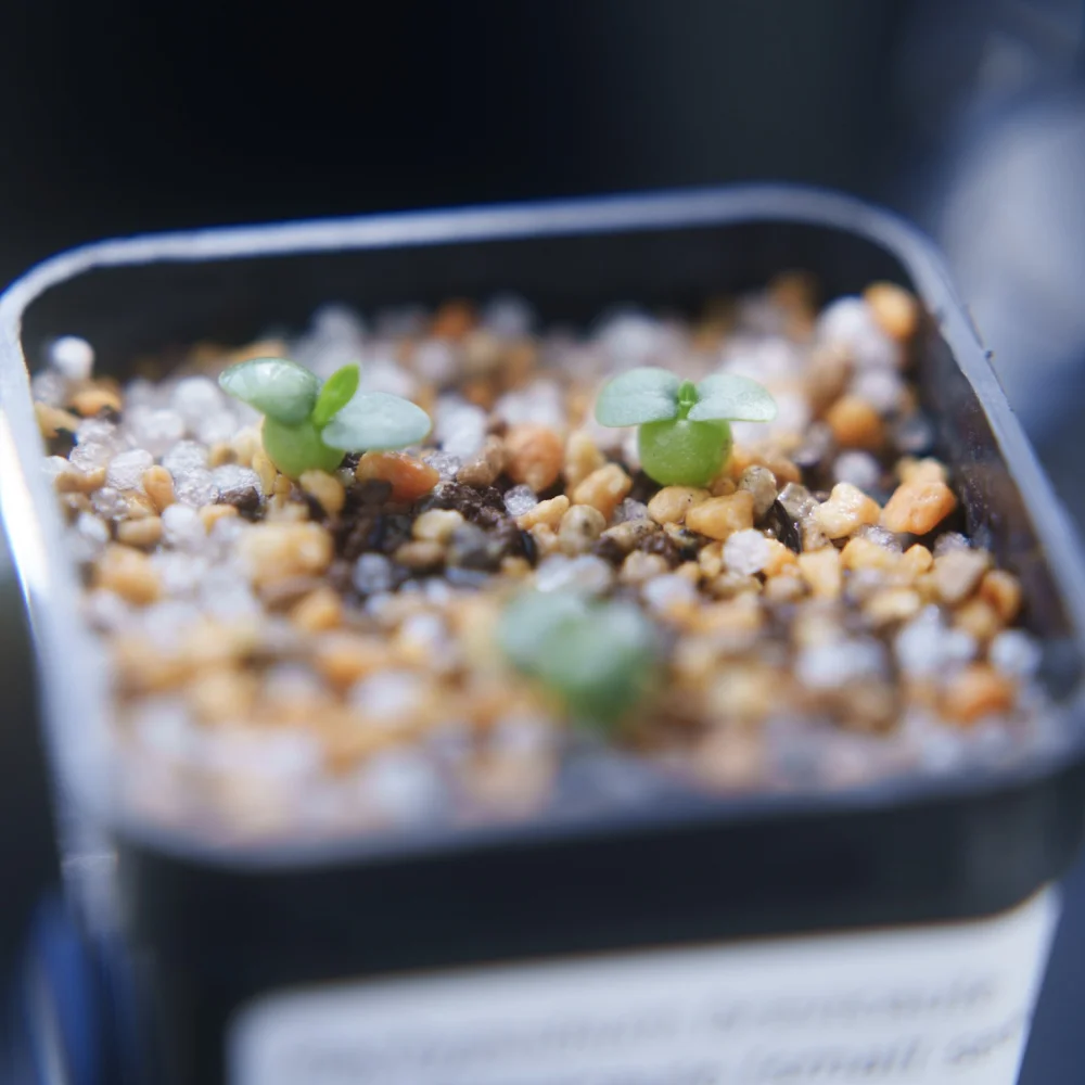 Pachypodium brevicaule ssp. brevicaule (パキポディウム ブレビカウレ 小粒)