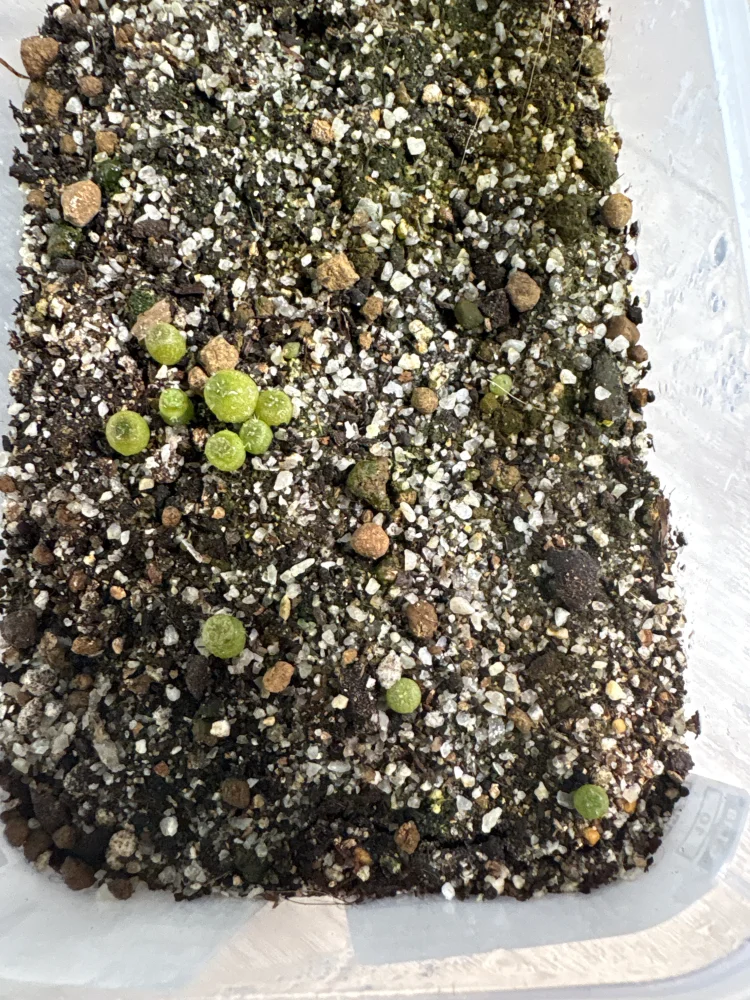 Lophophora fricii (ロフォフォラ 疣銀冠玉)