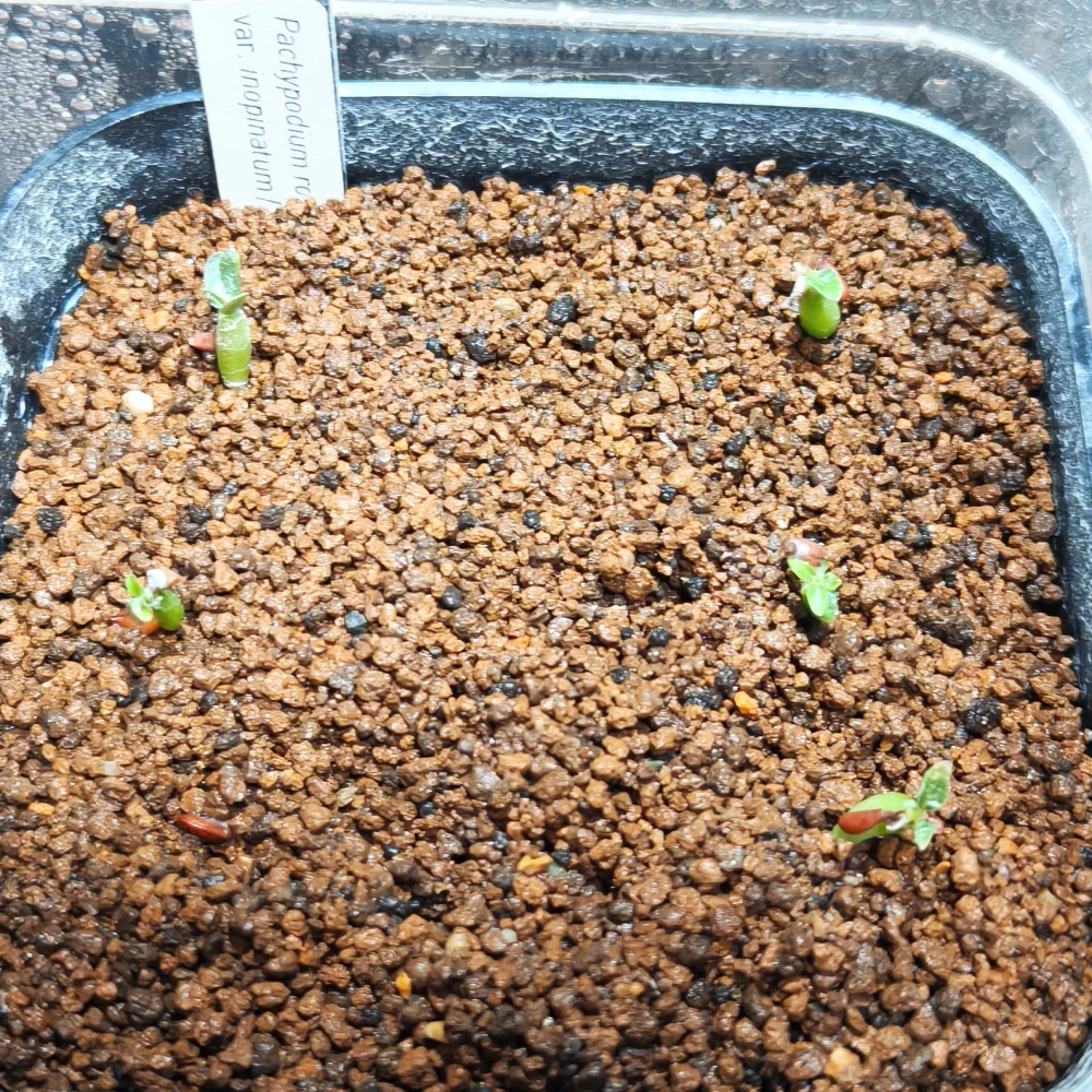 発芽しました