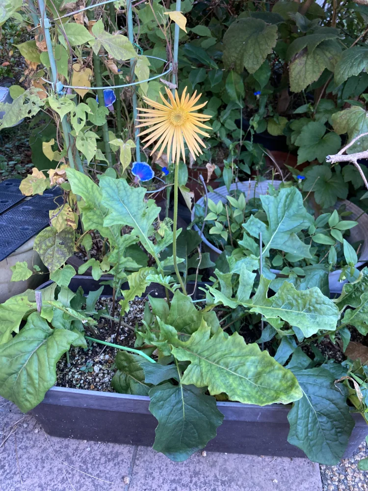 Gerbera jamesonii (ガーベラ ヤメソニー)