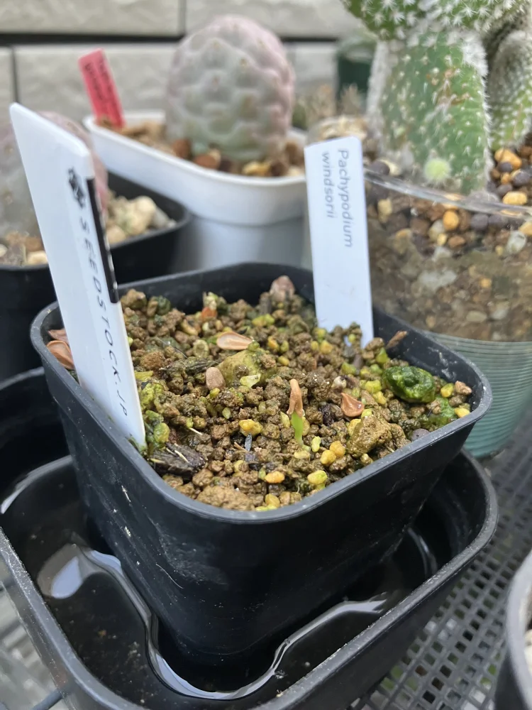 Pachypodium windsorii (パキポディウム ウィンゾリー)