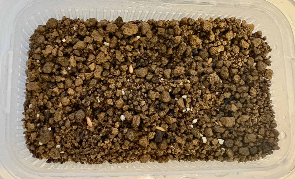 Pachypodium brevicaule ssp. brevicaule (パキポディウム ブレビカウレ)