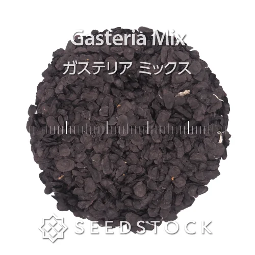 Gasteria Mix (ガステリア ミックス)
