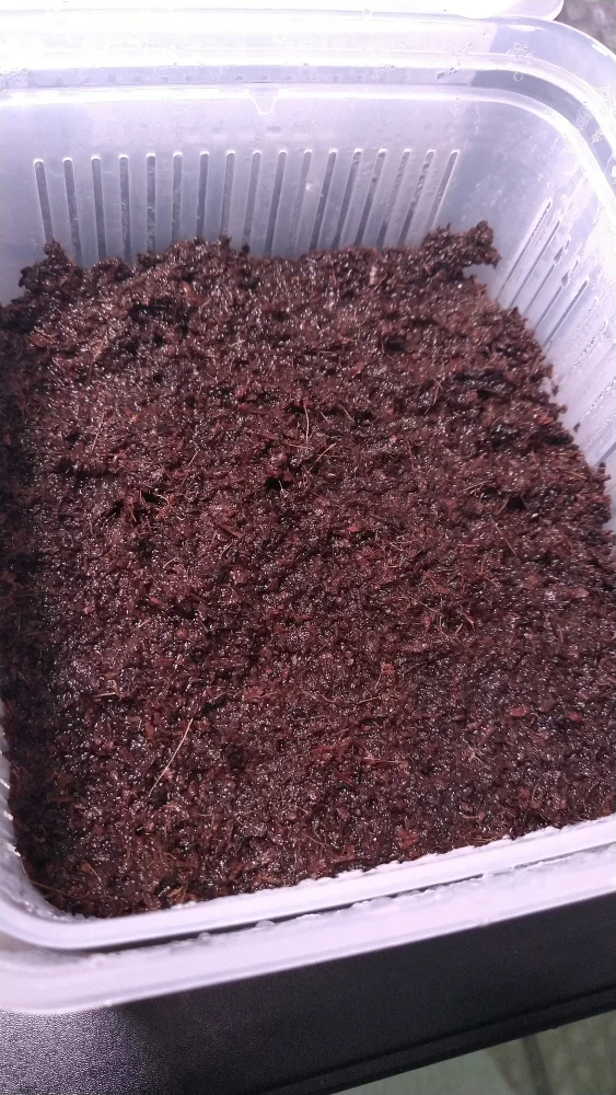 Platycerium willinckii java ([種子/胞子] ビカクシダ ウィリンキー ジャワ)