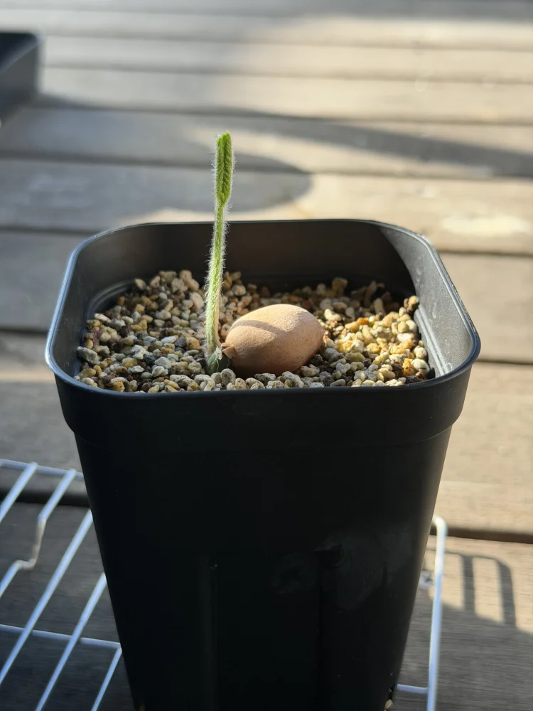 Dioon edule (ディオーン エデューレ)