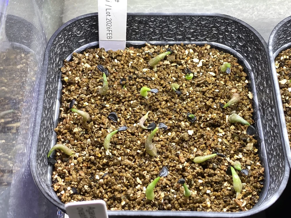 Agave oteroi Lot. (アガベ オテロイ)