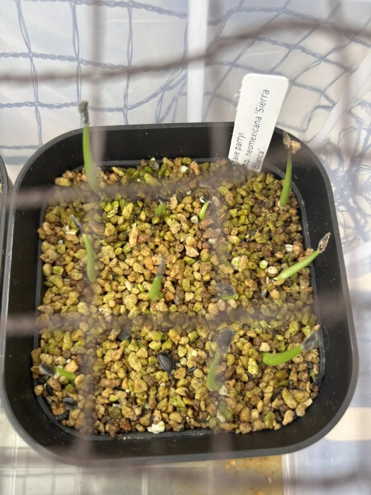 Agave parryi ssp. neomexicana Sierra Blanca (アガベ ネオメキシカーナ シエラブランカ)