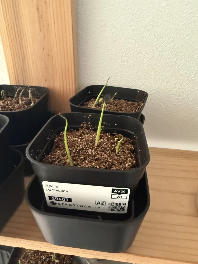 発芽報告/Agave parrasana (アガベ パラサナ)/播種から1週間/SEEDSTOCK