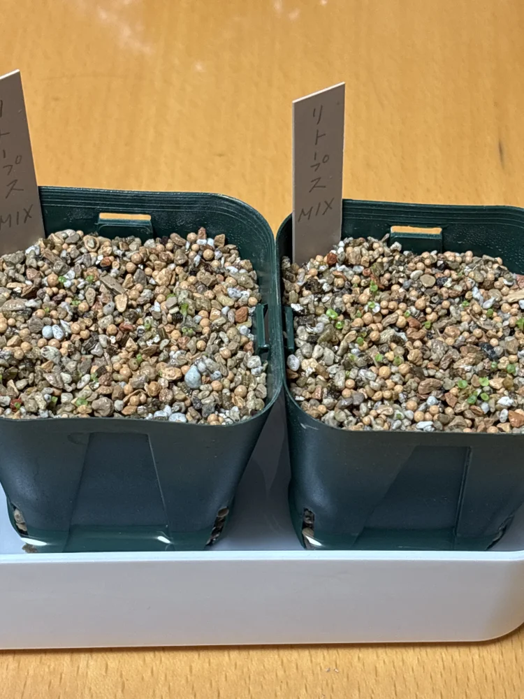 Lithops Mix Seeds (リトープス ミックス)