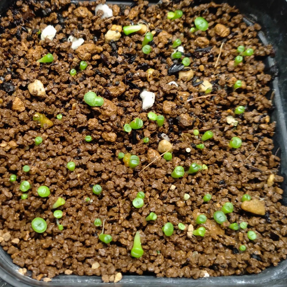 Lithops Mix Seeds (リトープス ミックス)