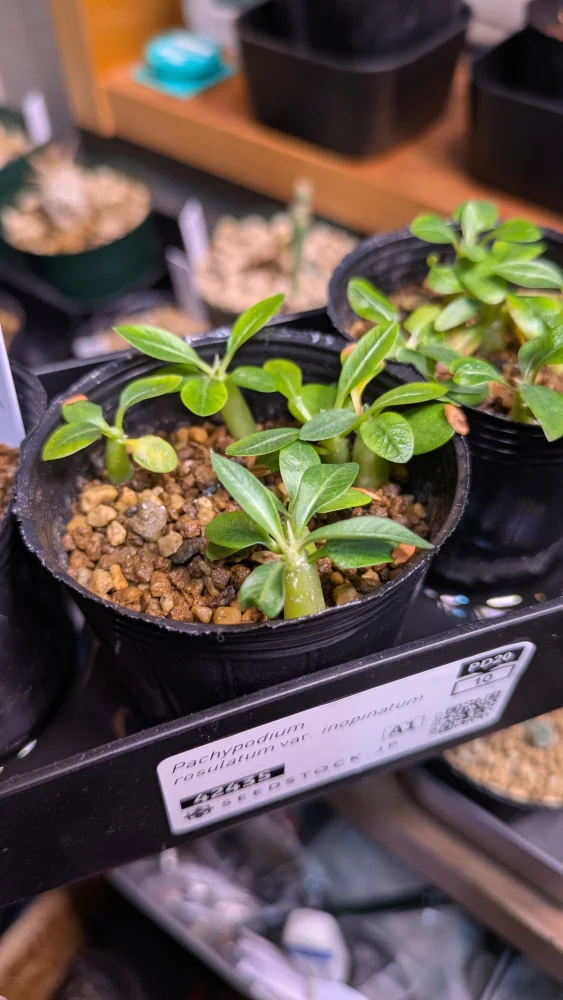 Pachypodium rosulatum var. inopinatum (パキポディウム イノピナツム)