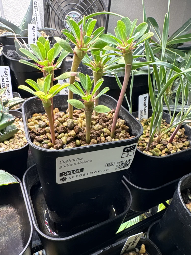 種子] ユーフォルビア ギラウミニアナ Euphorbia guillauminiana