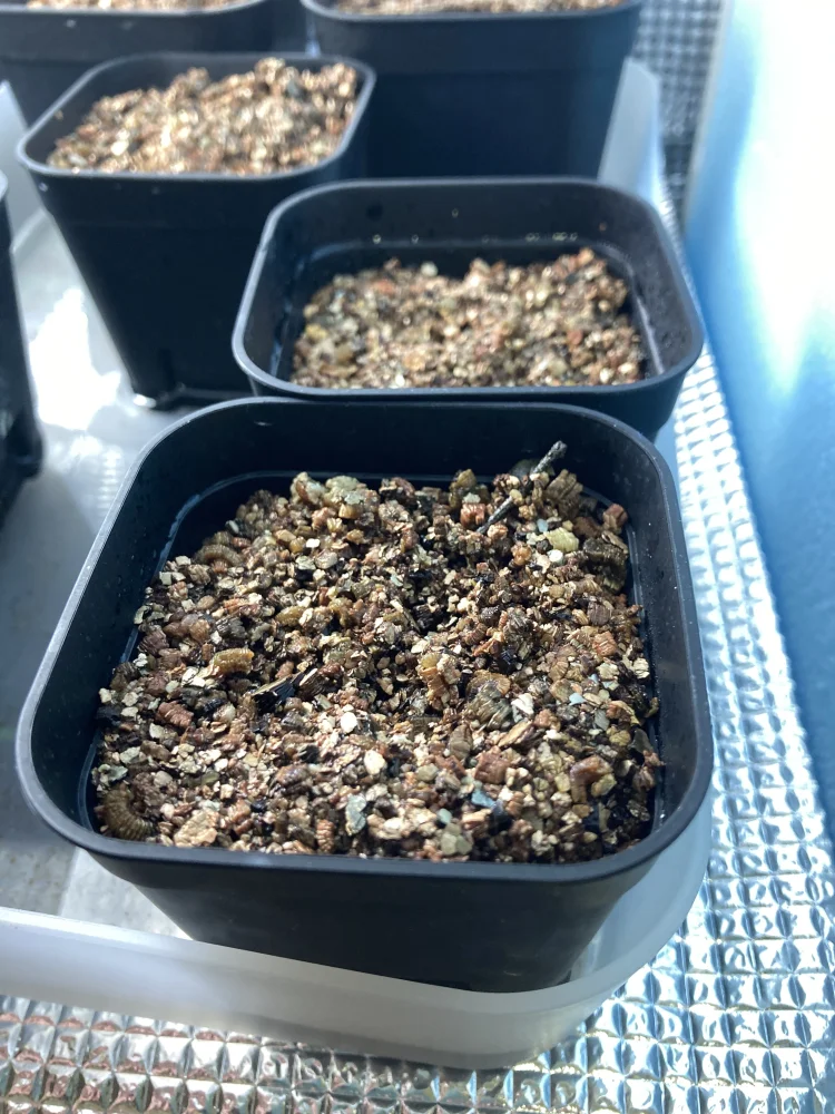 Commiphora kraeuseliana (コミフォラ クラウセリアナ)