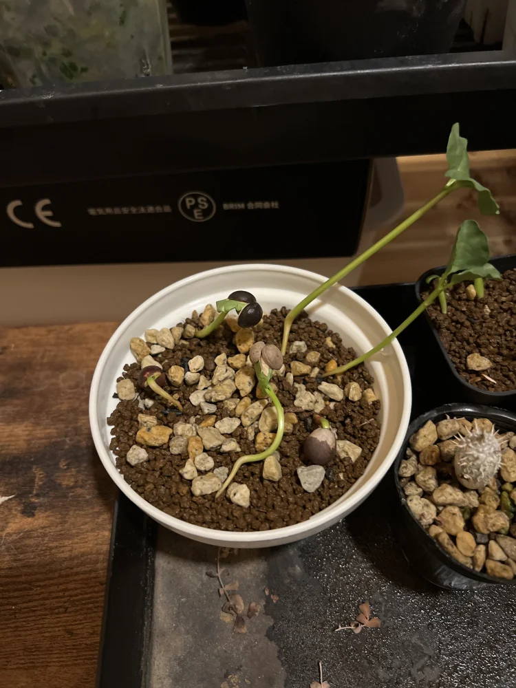 Commiphora kraeuseliana (コミフォラ クラウセリアナ)
