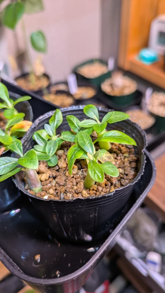 Pachypodium rosulatum var. inopinatum ([プレゼント種子 3月22日まで] パキポディウム イノピナツム)