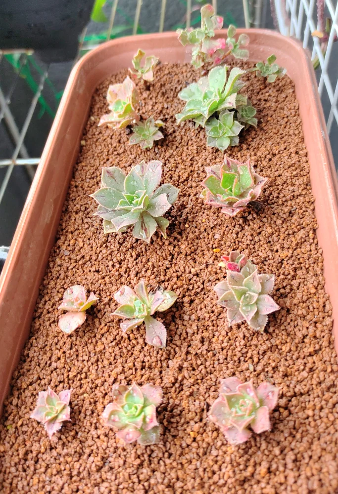 Aeonium Mix (アエオニウム ミックス)