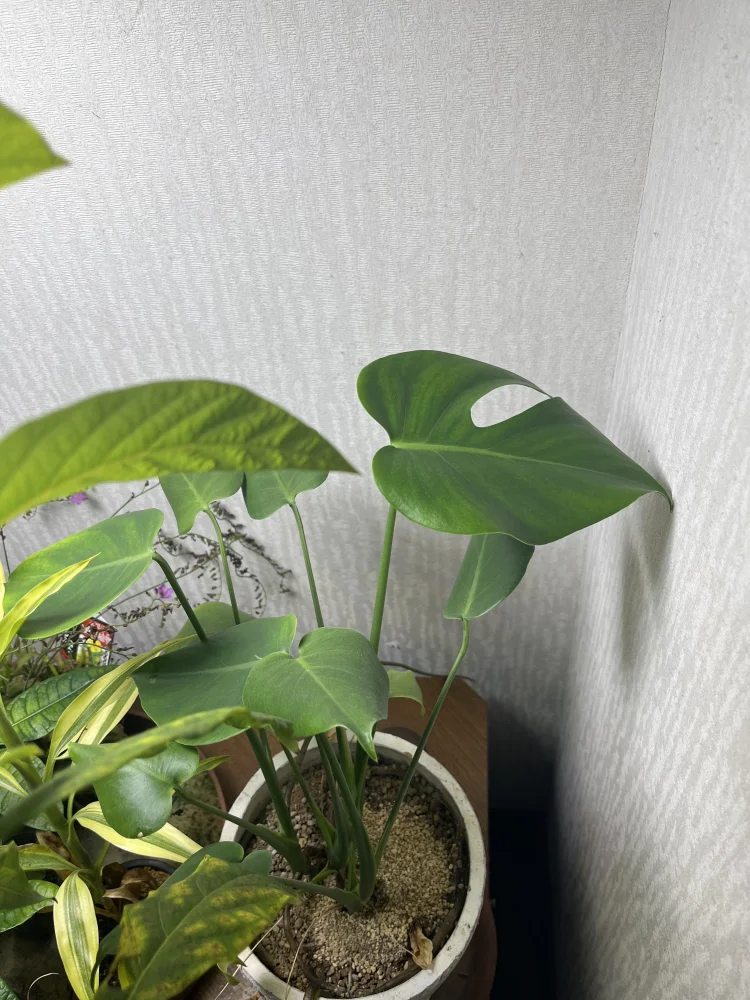 Monstera deliciosa (モンステラ デリシオーサ)