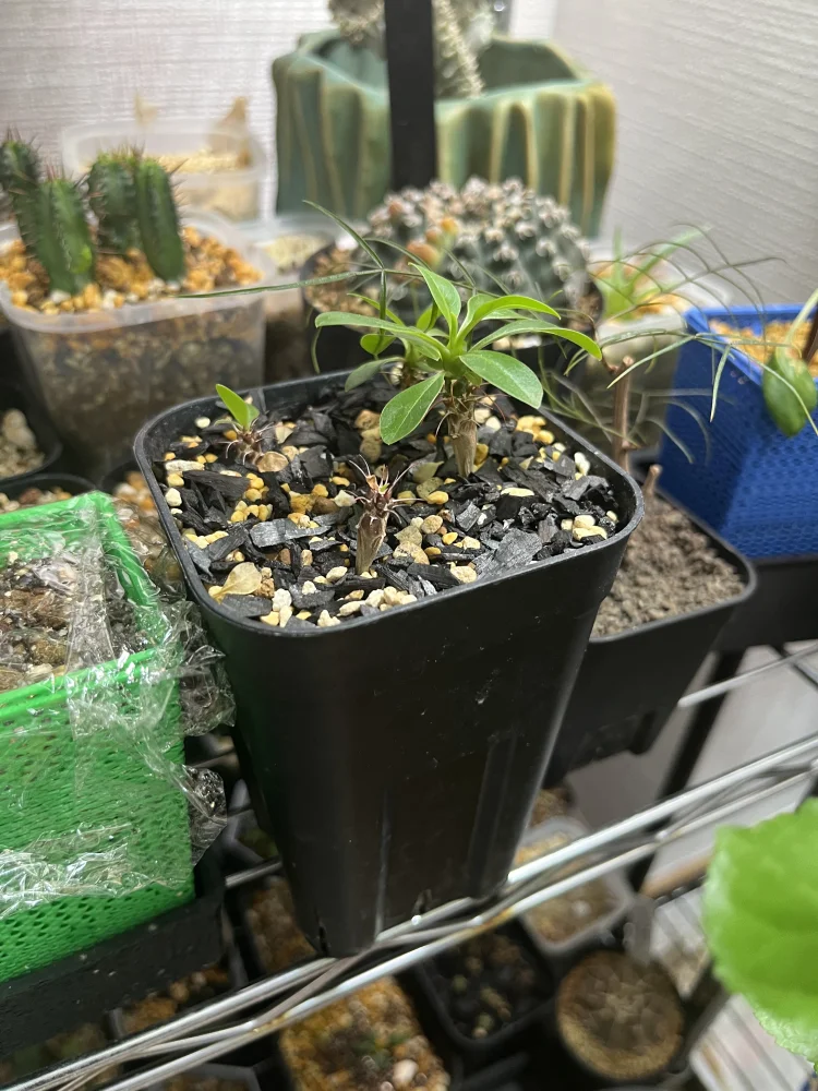 Fouquieria formosa (フォークイエリア フォルモサ)