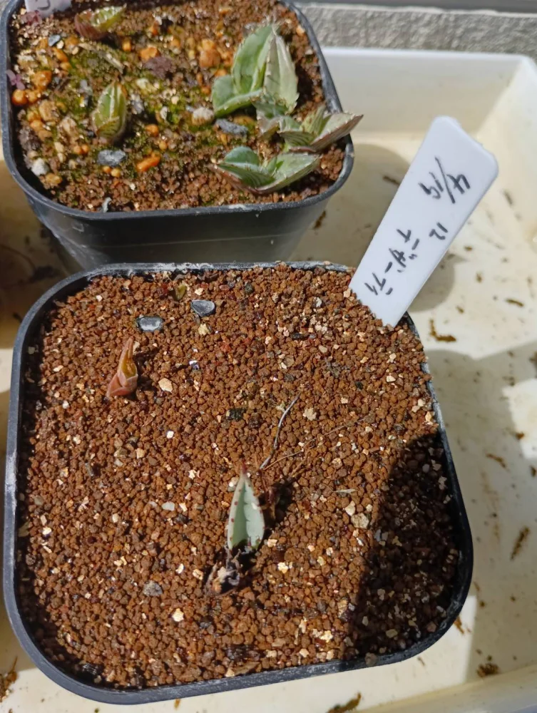 Agave deserti var. deserti (アガベ デザーティ)