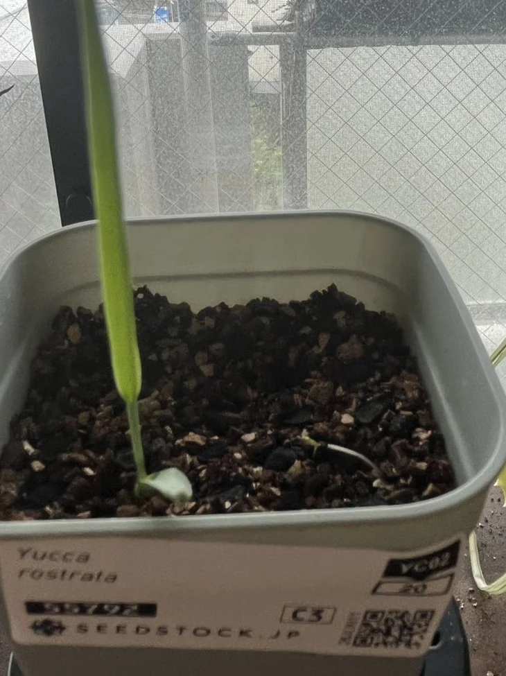 Yucca rostrata (ユッカ ロストラータ)