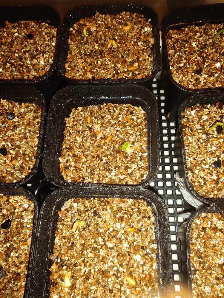 播種から５日後発芽